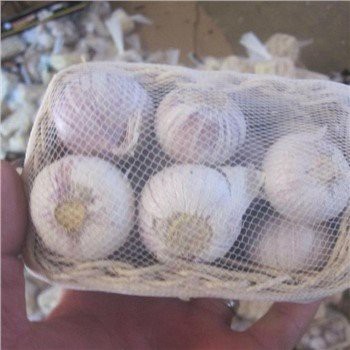 Färsk solo vitlök i lager