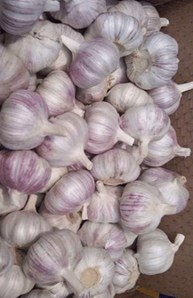 Hur man köper vitlök på Dominikanska